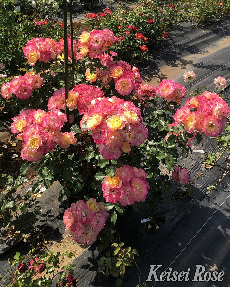 バラ苗シトリンルージュ