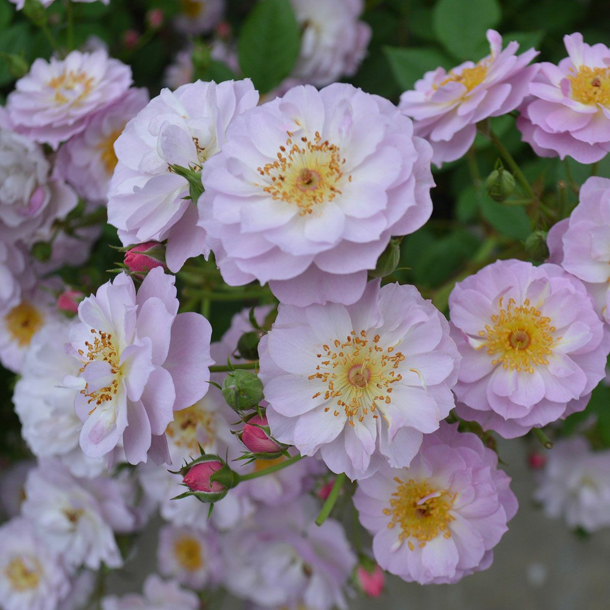 バラ苗 【トゥインクルブローチ】 (大苗) つるバラ 四季咲き 小輪