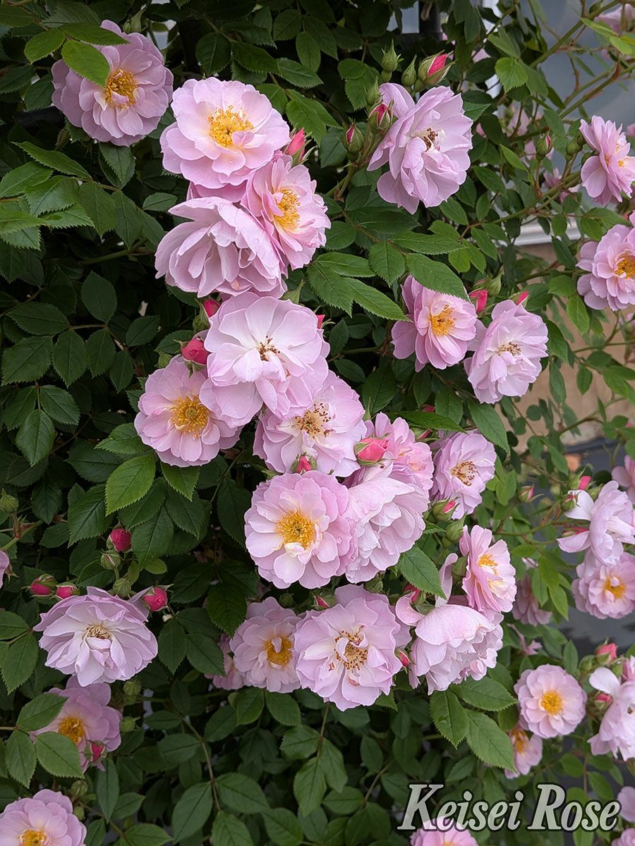 バラ苗トゥインクルブローチ