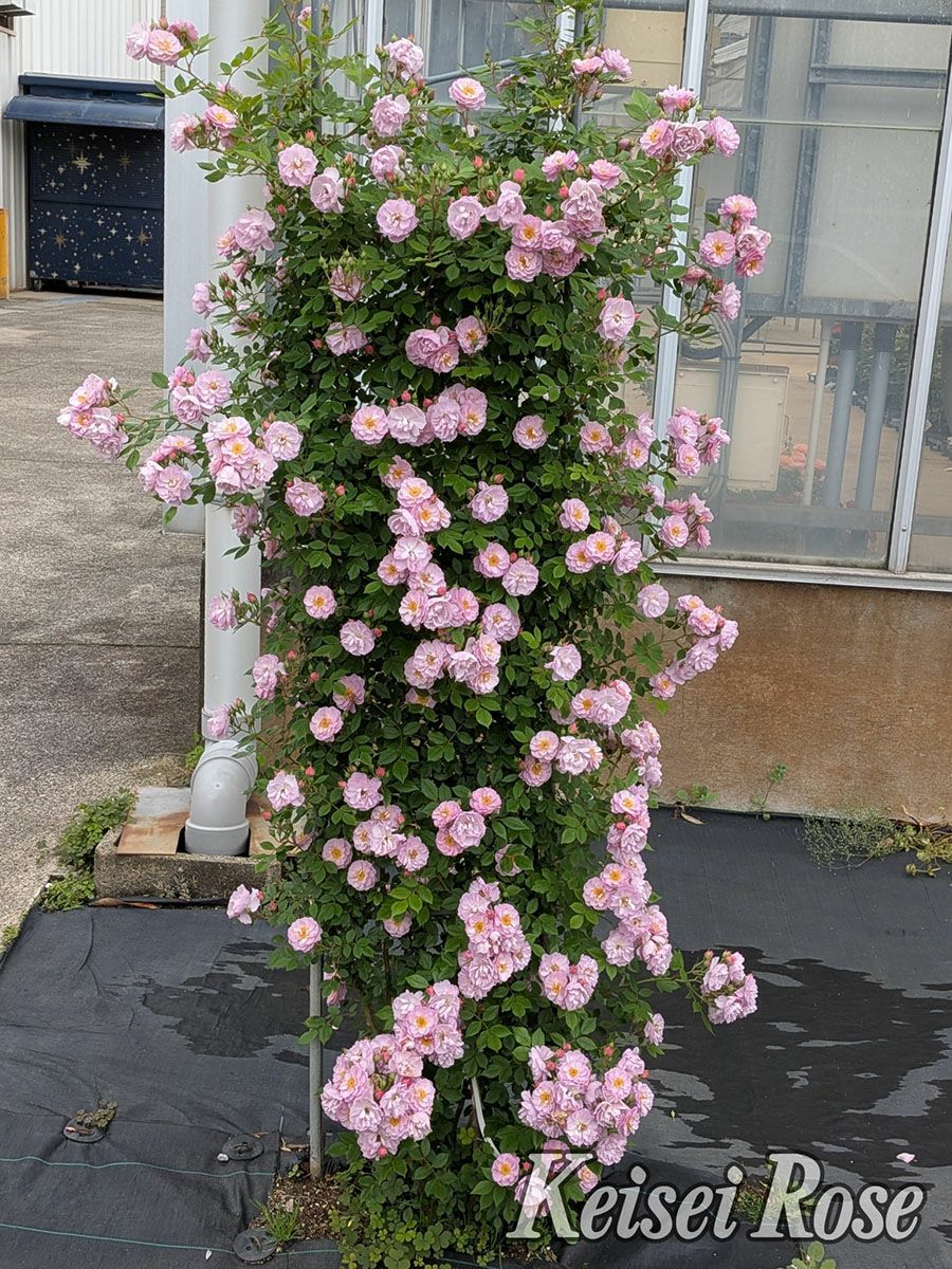 バラ苗トゥインクルブローチ