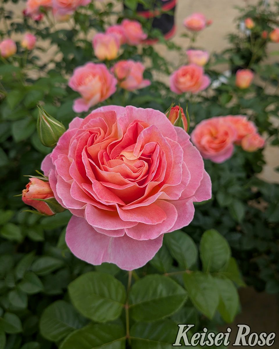 バラ苗ドルンブルガーシュロスローズ