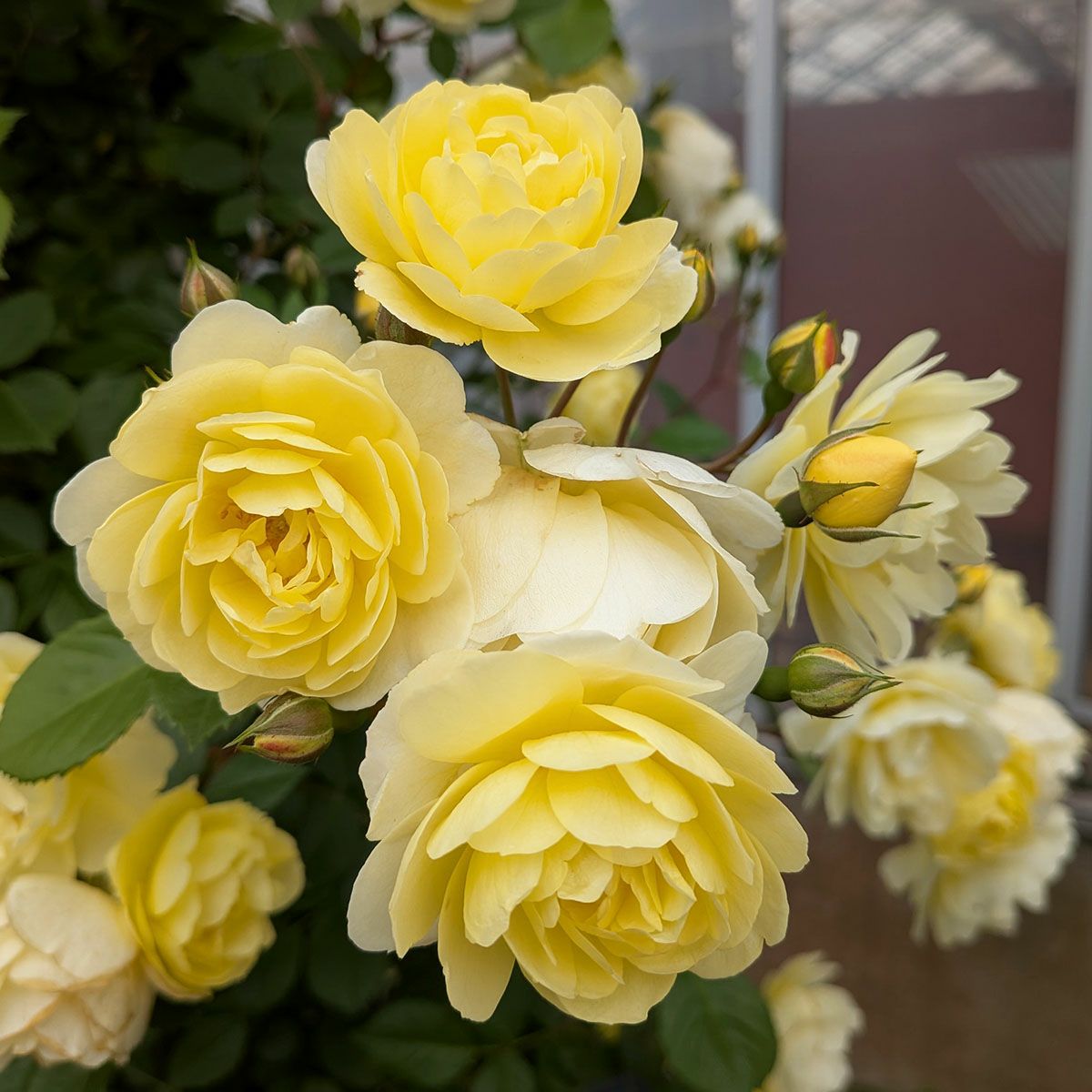 バラ苗 【レモンシルエッタ】 (大苗) つるバラ 返り咲き 小輪 黄色系