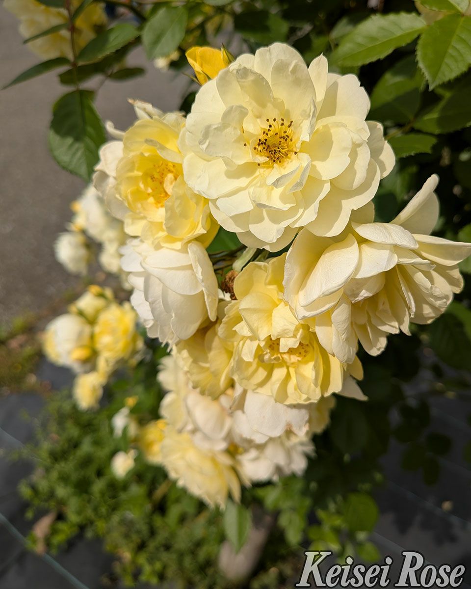 バラ苗レモンシルエッタ