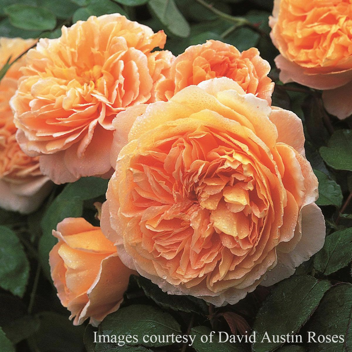 予約苗 バラ苗 【クラウンプリンセスマルガリータ】 (大苗) シュラブ