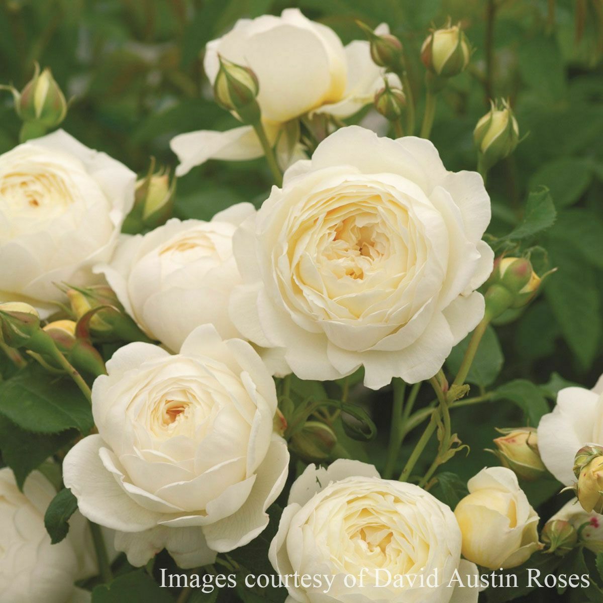 バラ苗 【クレアオースチン】 (大苗) シュラブ 半つる性 返り咲き 中