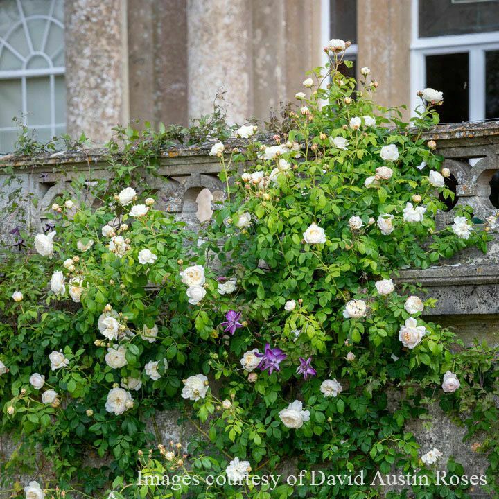 バラ苗クレアオースチン