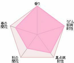 バラ苗クレアオースチン