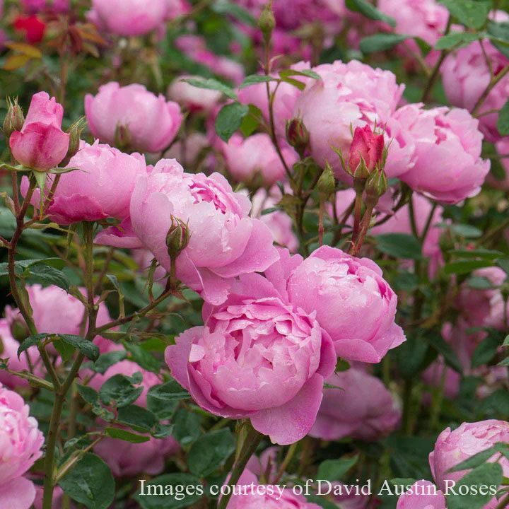 バラ苗スカイラーク