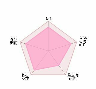 バラ苗スカイラーク