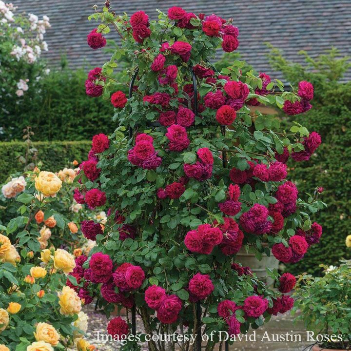 バラ苗テスオブザダーバービルズ