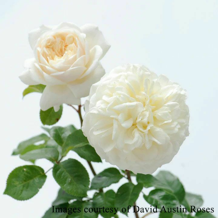 バラ苗トランクウィリティー