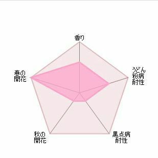 バラ苗トランクウィリティー