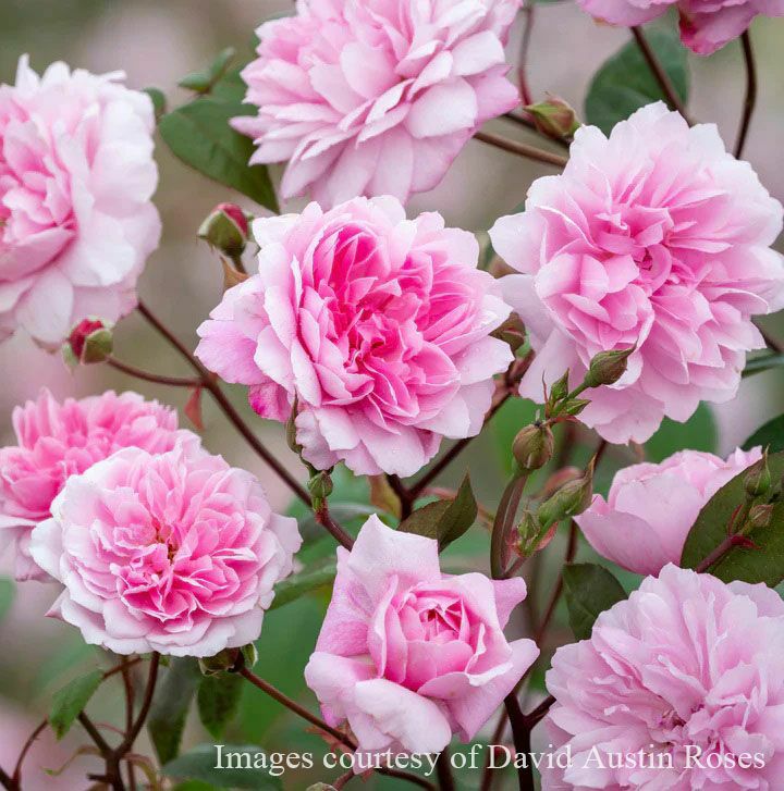 つるバラになるイングリッシュローズ | THE ROSE SHOP｜バラ専門店 ザ