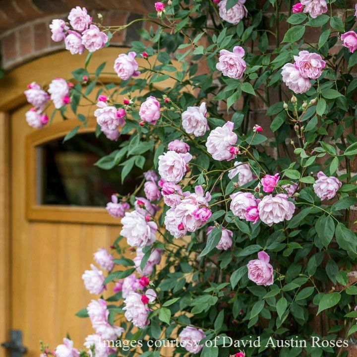 バラ苗メアリーディレイニー