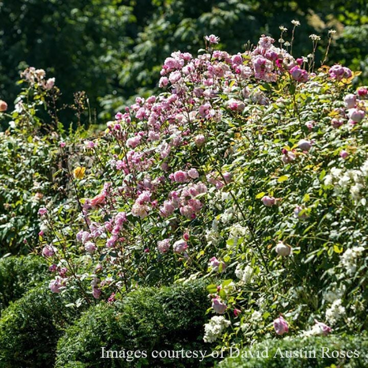 バラ苗メアリーディレイニー
