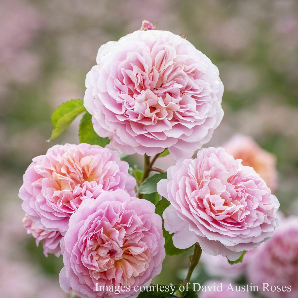 バラ苗大苗ER6L専用角鉢(イングリッシュローズ) | THE ROSE SHOP｜バラ