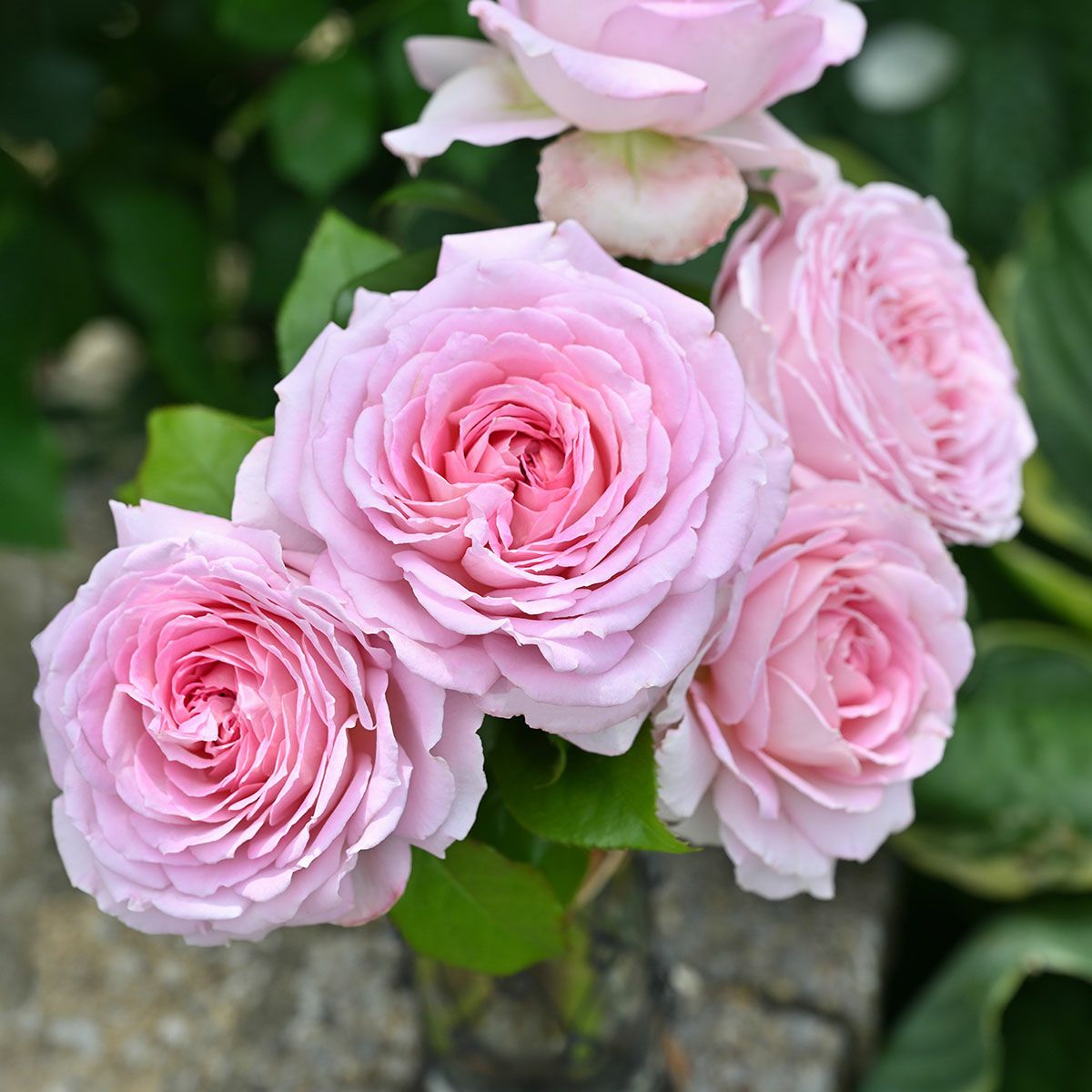 バラ苗アロームディヴァン