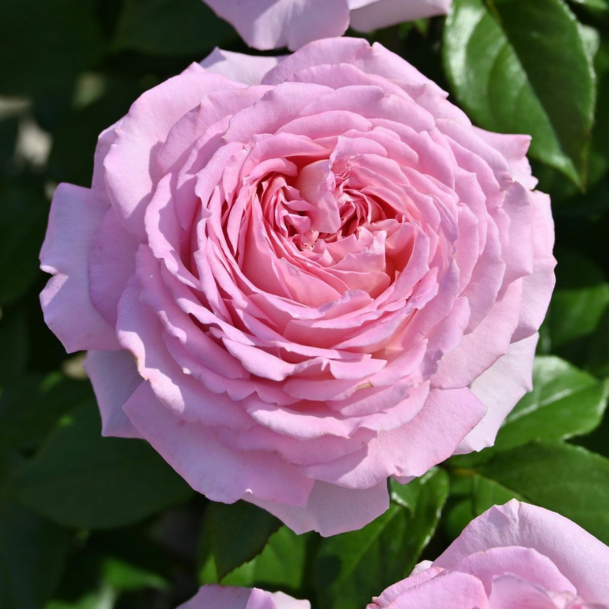 バラ苗アロームディヴァン