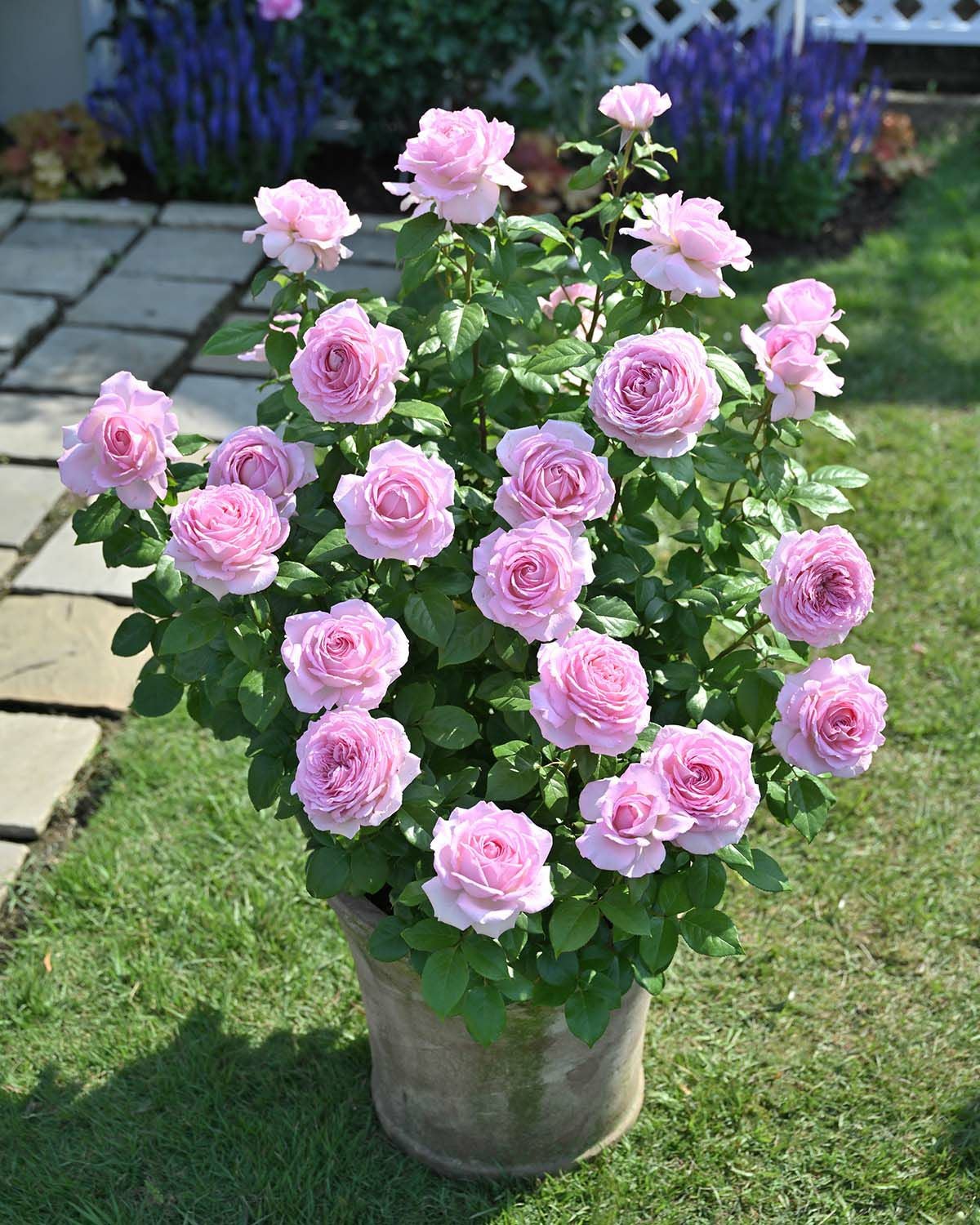 バラ苗アロームディヴァン