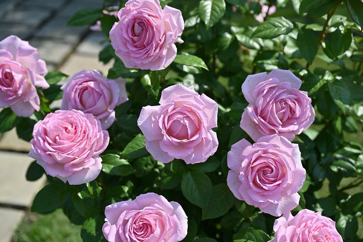 バラ苗アロームディヴァン