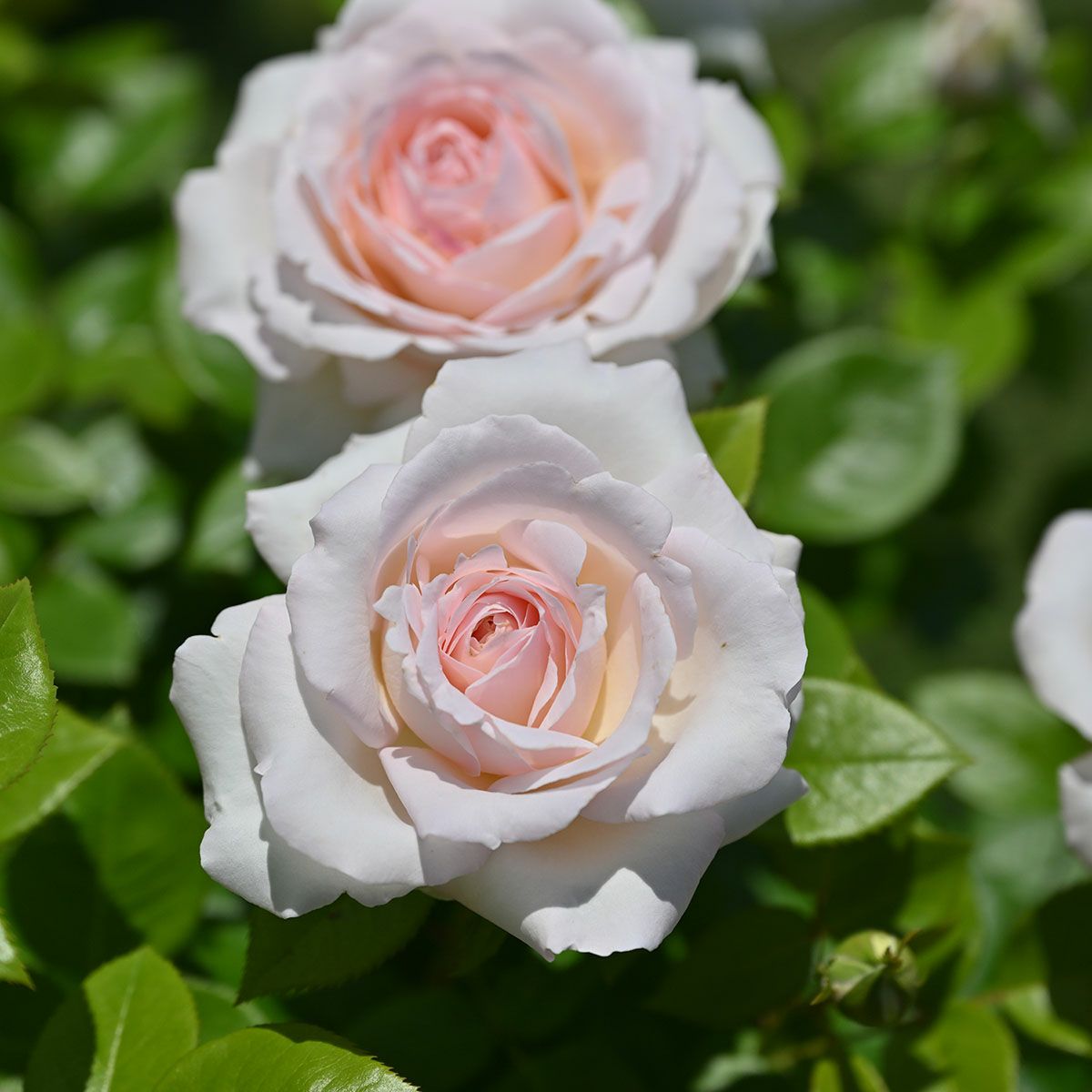 予約苗 バラ苗 【ラソヴァジーヌテルエパッション】 (大苗裸苗