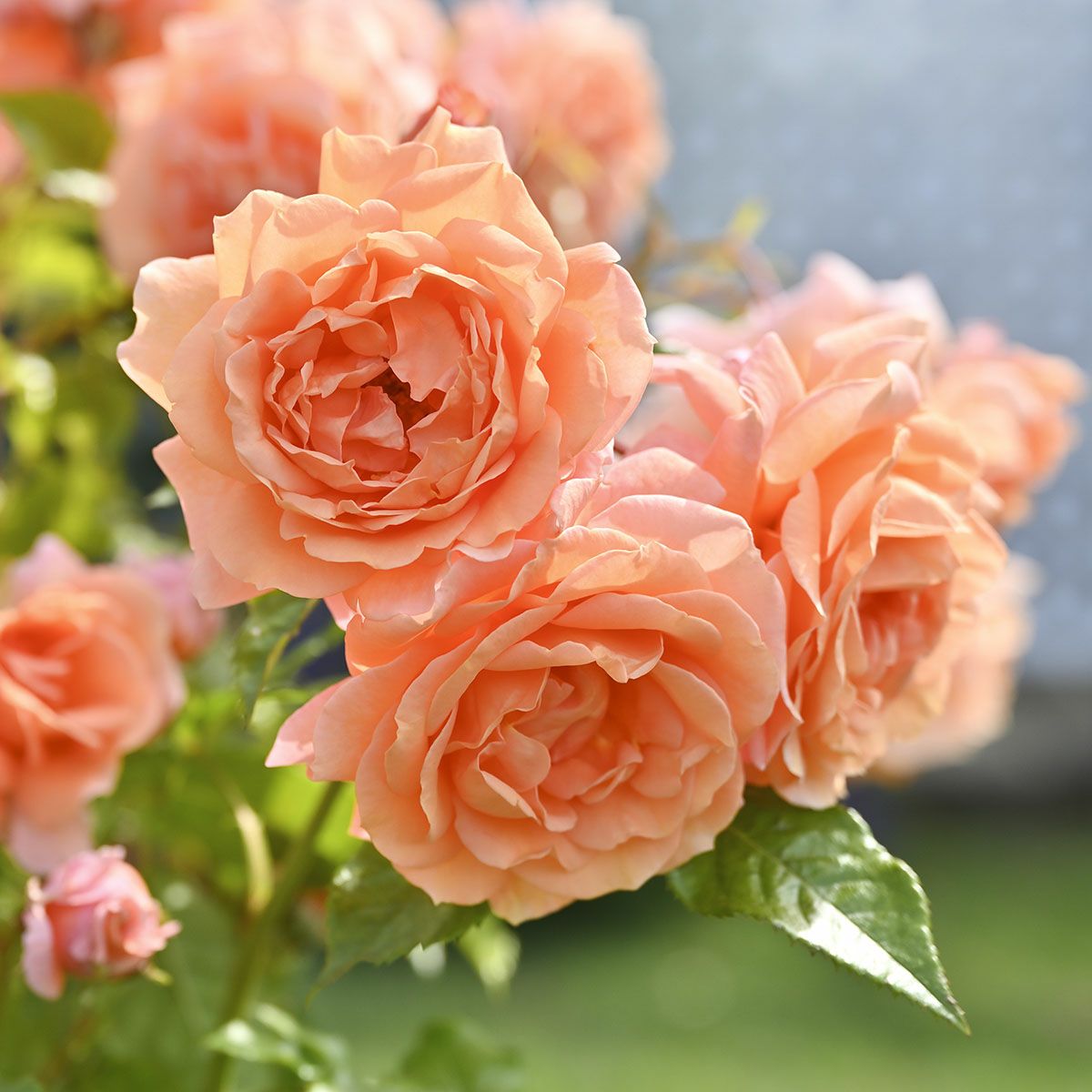 予約苗 バラ苗 【レグランビュッフェ】 (大苗裸苗) ハイブリッドティー