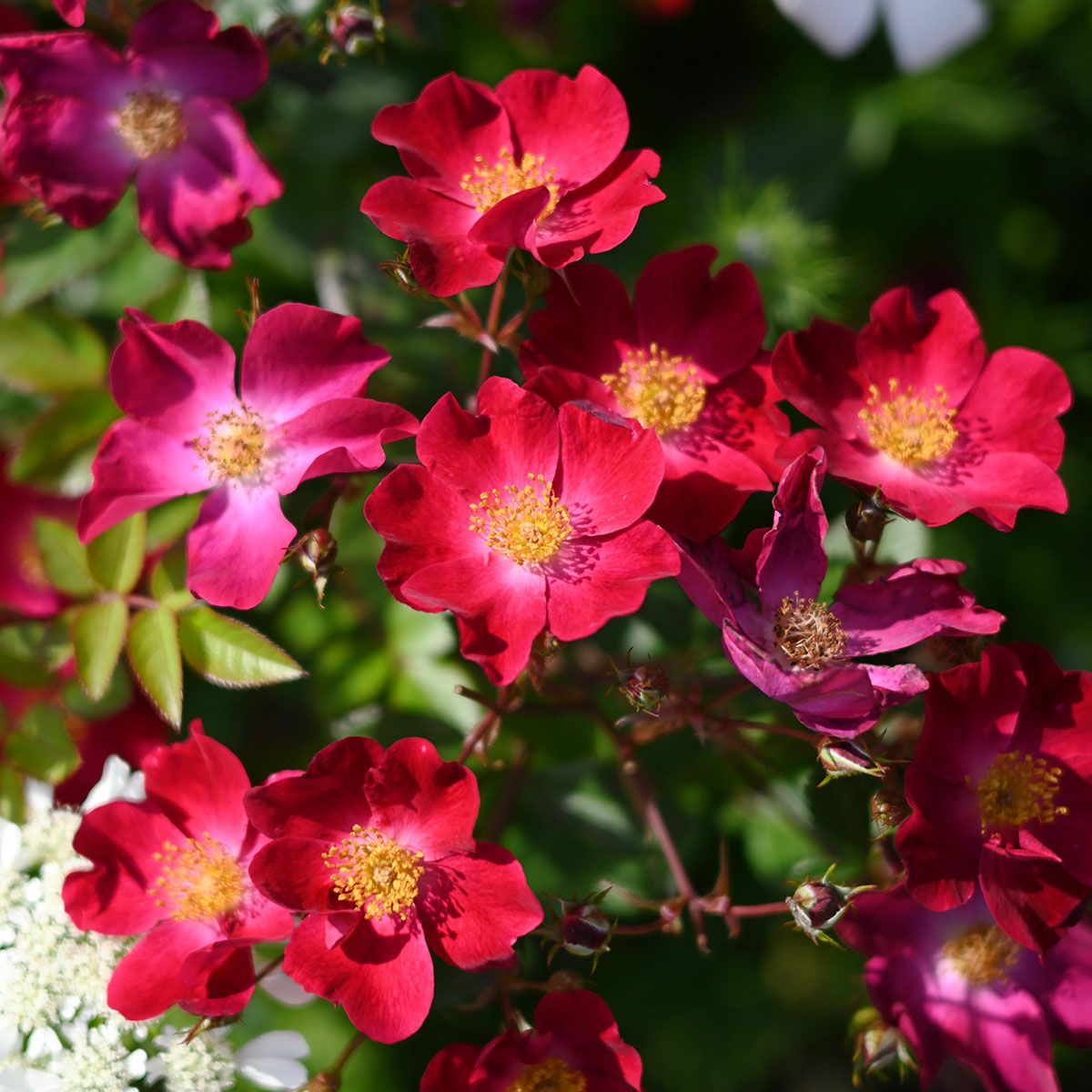 バラ苗大苗オリジナル角鉢6号（河本） | THE ROSE SHOP｜バラ専門店 ザ