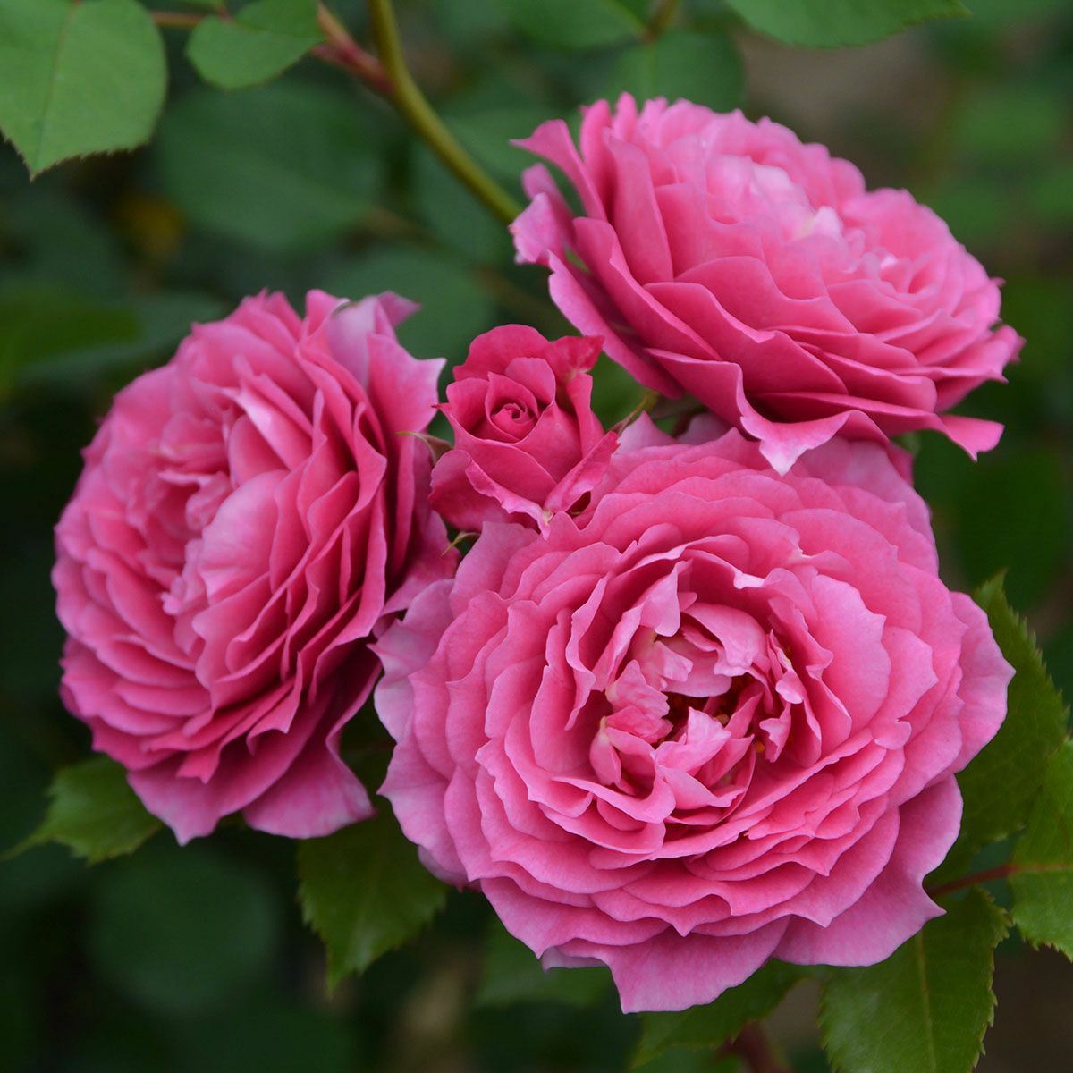 予約苗 バラ苗 【パルミラ】 (大苗) フロリバンダ 四季咲き 中輪 紫系