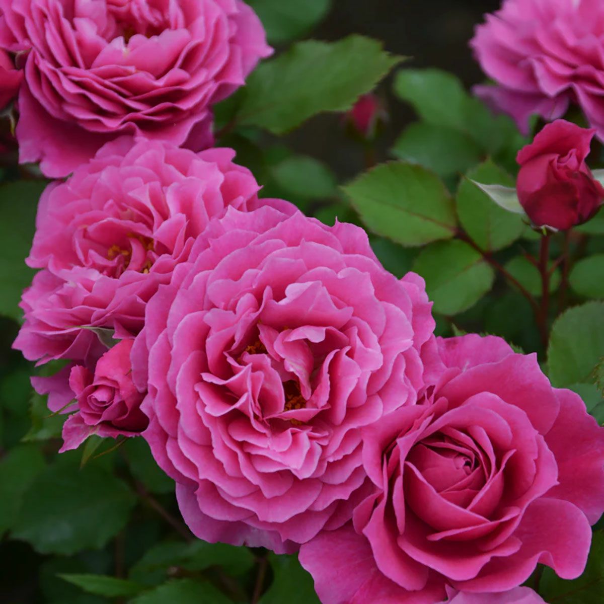 バラ苗パルミラ