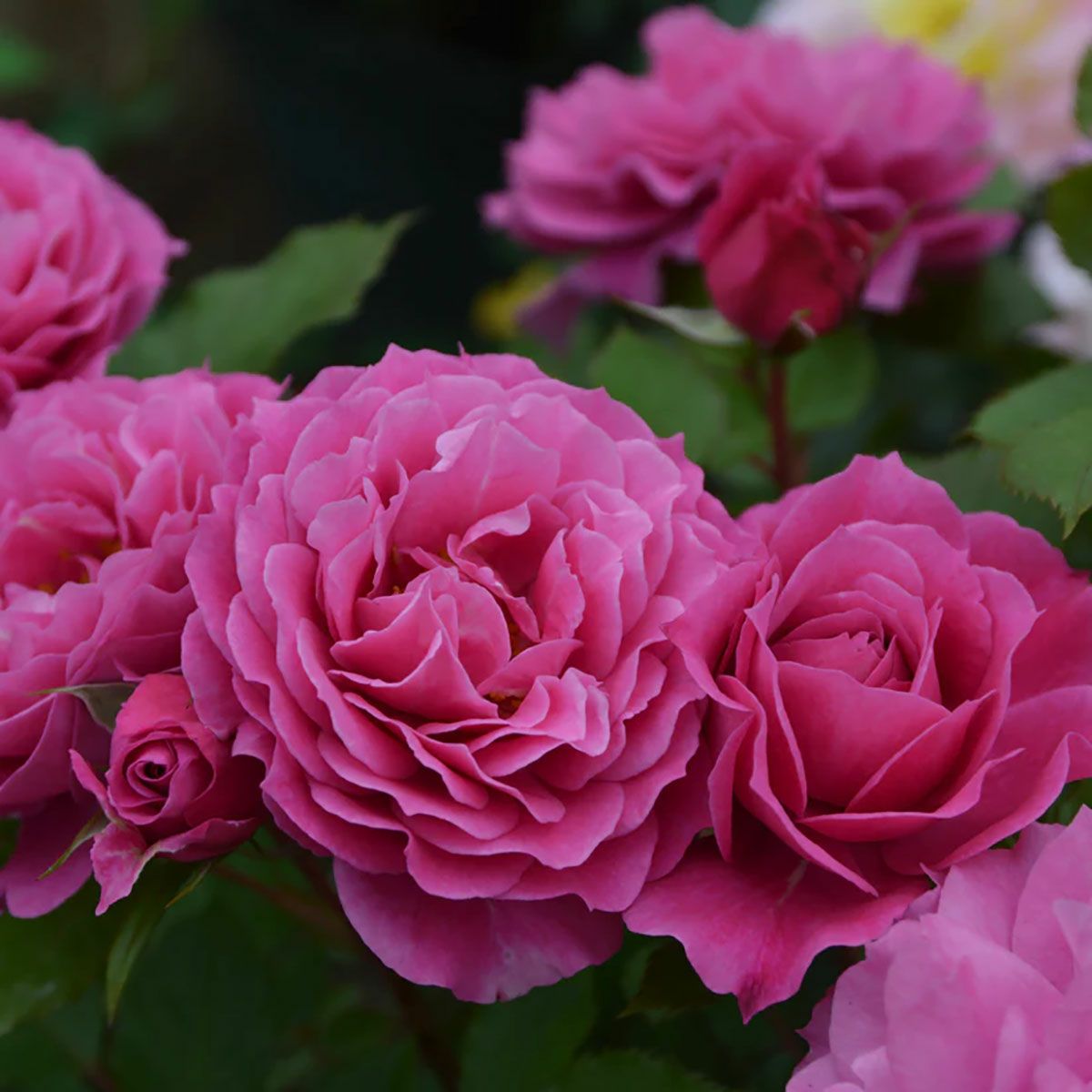 バラ苗パルミラ