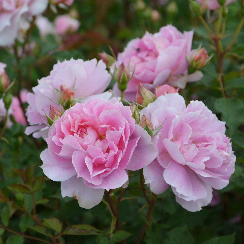 バラ苗ムーンライトソナタ