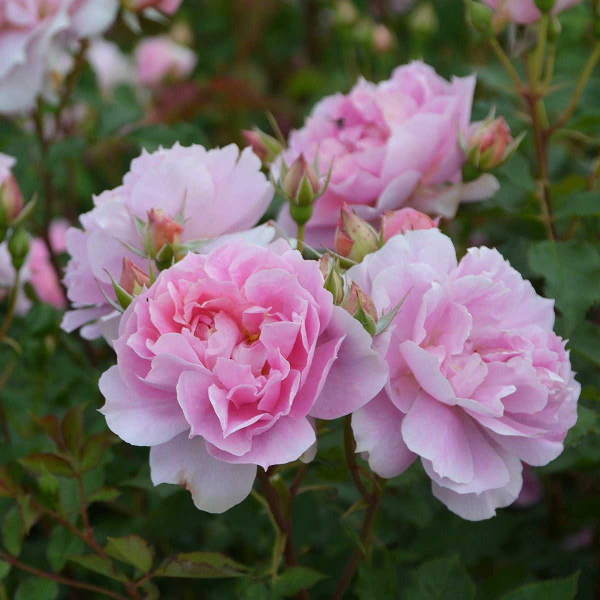 バラ苗ムーンライトソナタ