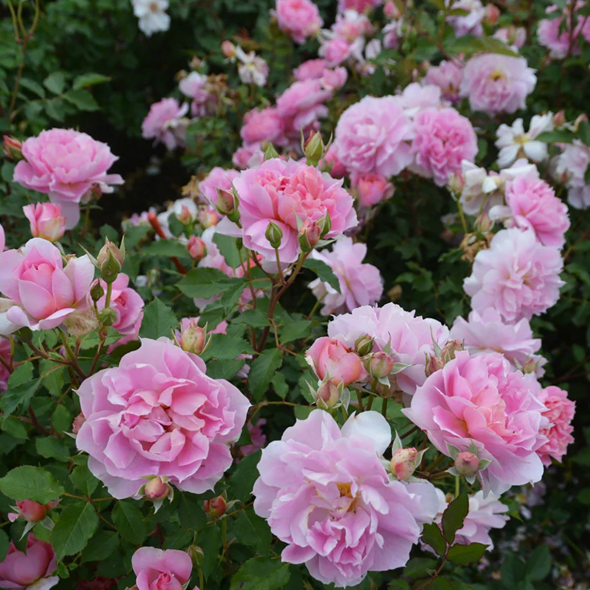 バラ苗ムーンライトソナタ