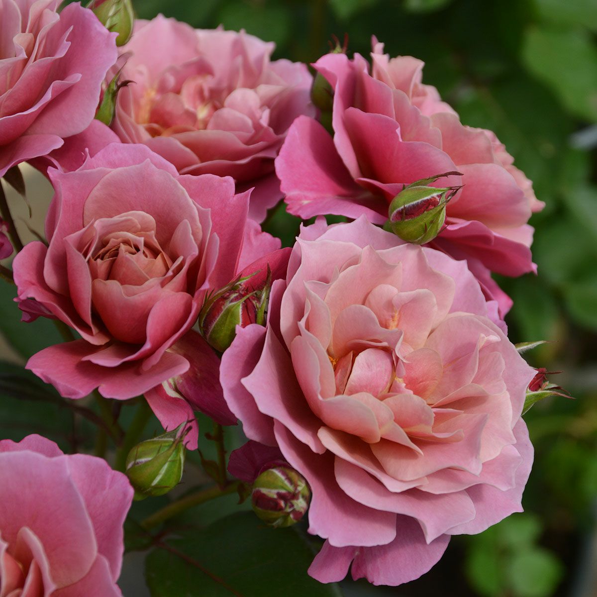 予約苗 バラ苗 【葵の上 (あおいのうえ)】 (大苗裸苗) フロリバンダ