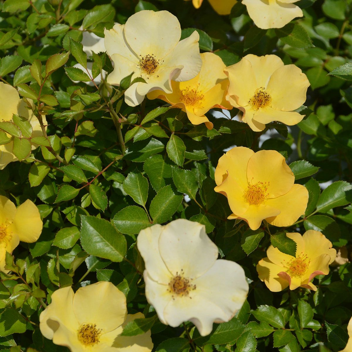 バラ苗 【風姿花伝 山吹 (ふうしかでん やまぶき)】 (大苗) シュラブ