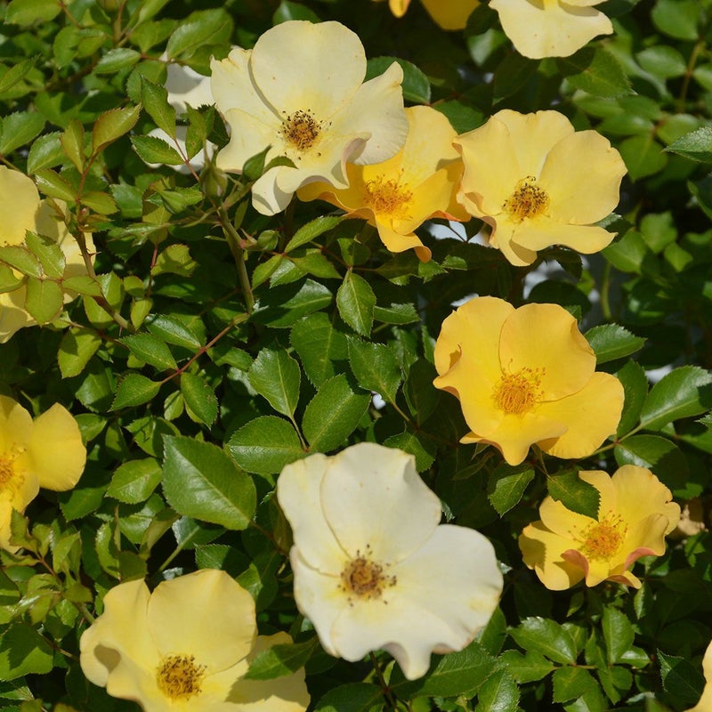 バラ苗風姿花伝 山吹