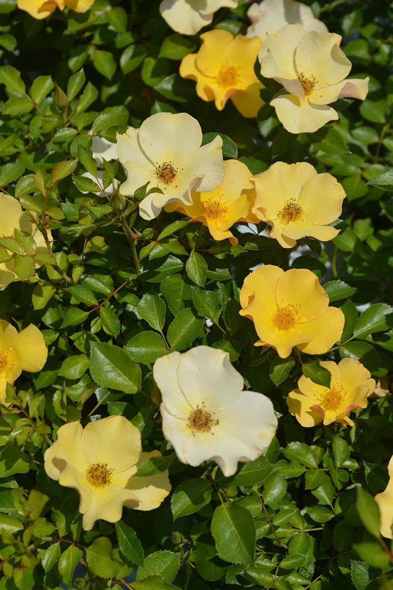 バラ苗風姿花伝 山吹