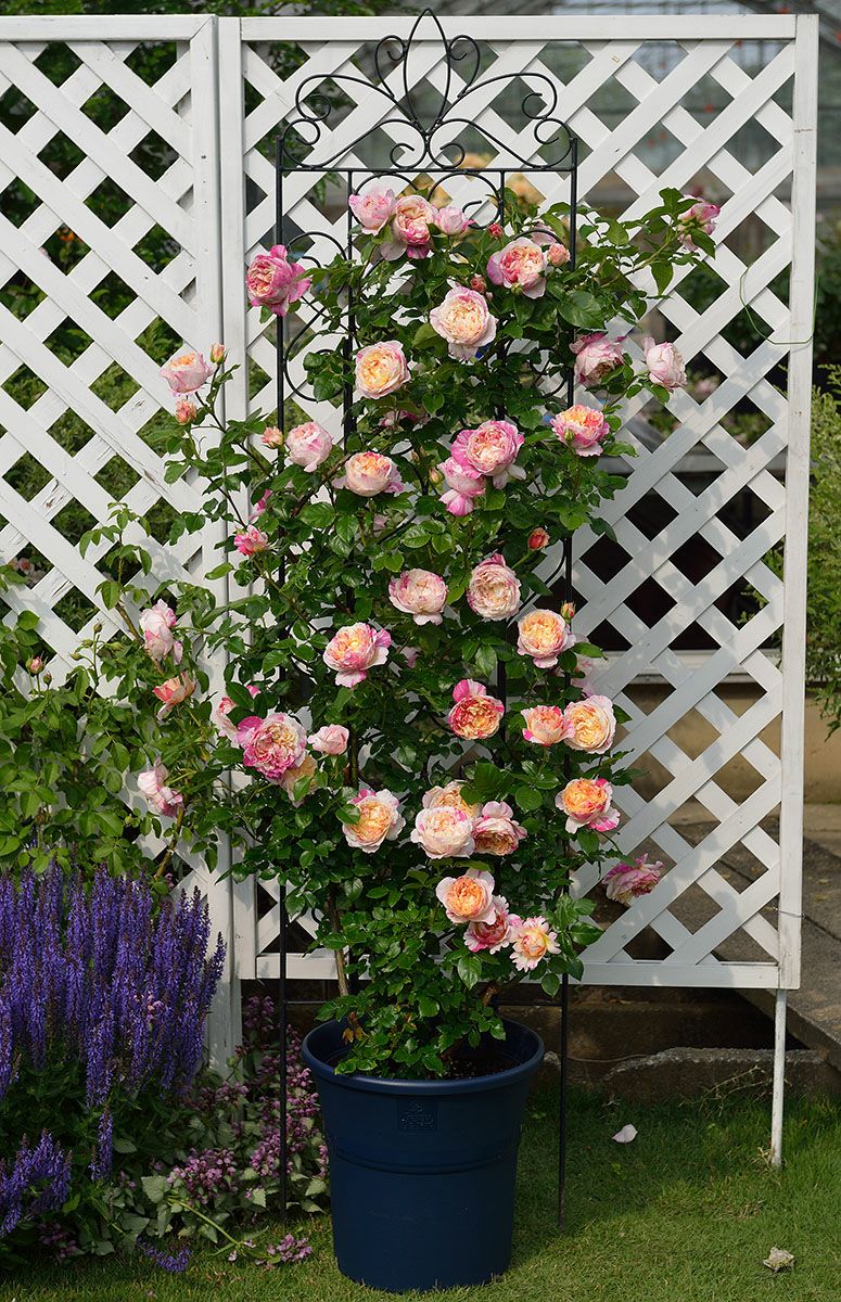 バラ苗エドガードガ