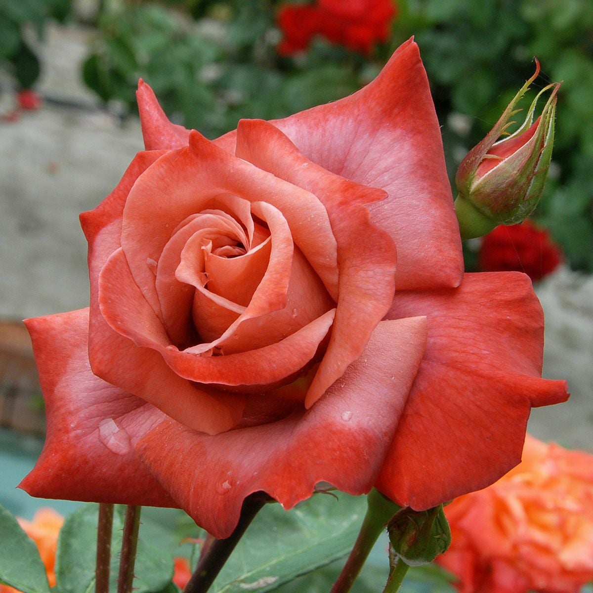 四季咲き大輪 ハイブリッドティー (HT) | THE ROSE SHOP｜バラ専門店