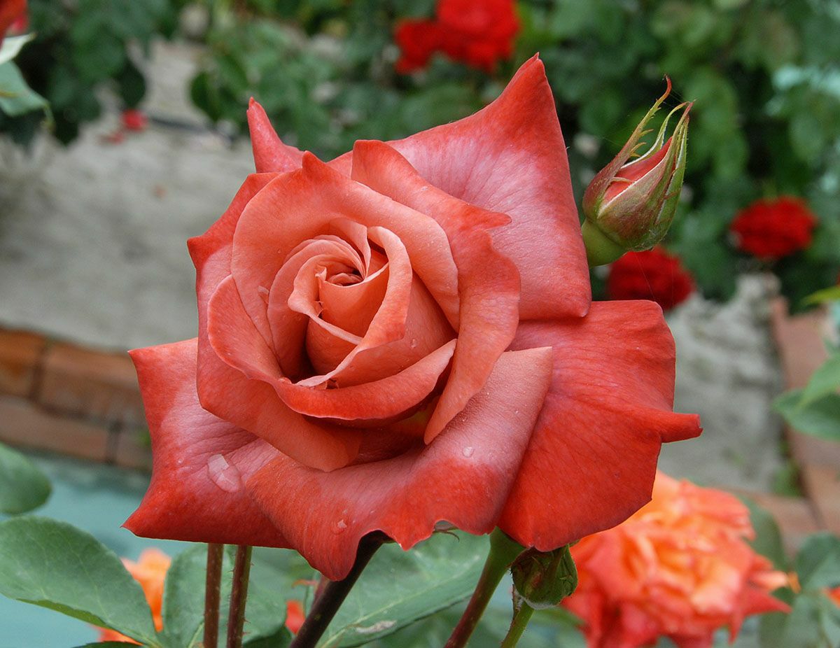 バラ苗ブラックティー