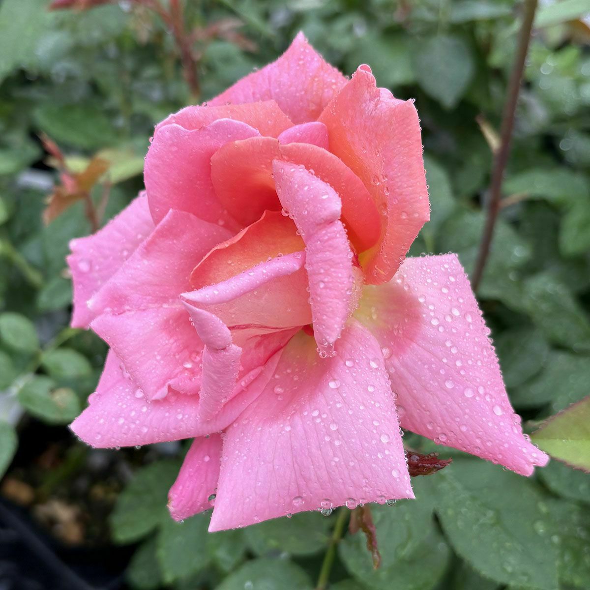 バラ苗ウェストミンスター