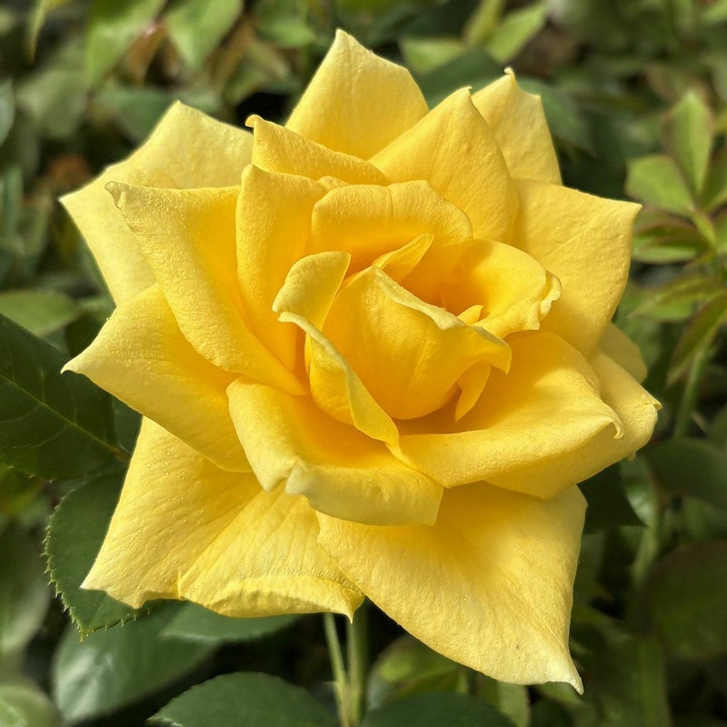 バラ苗ゴールデンシャトー