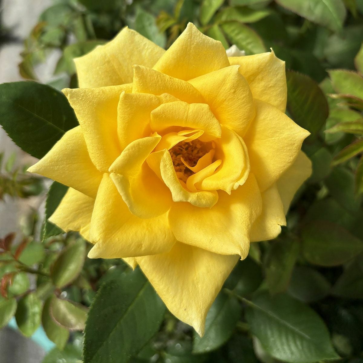 バラ苗ゴールデンシャトー