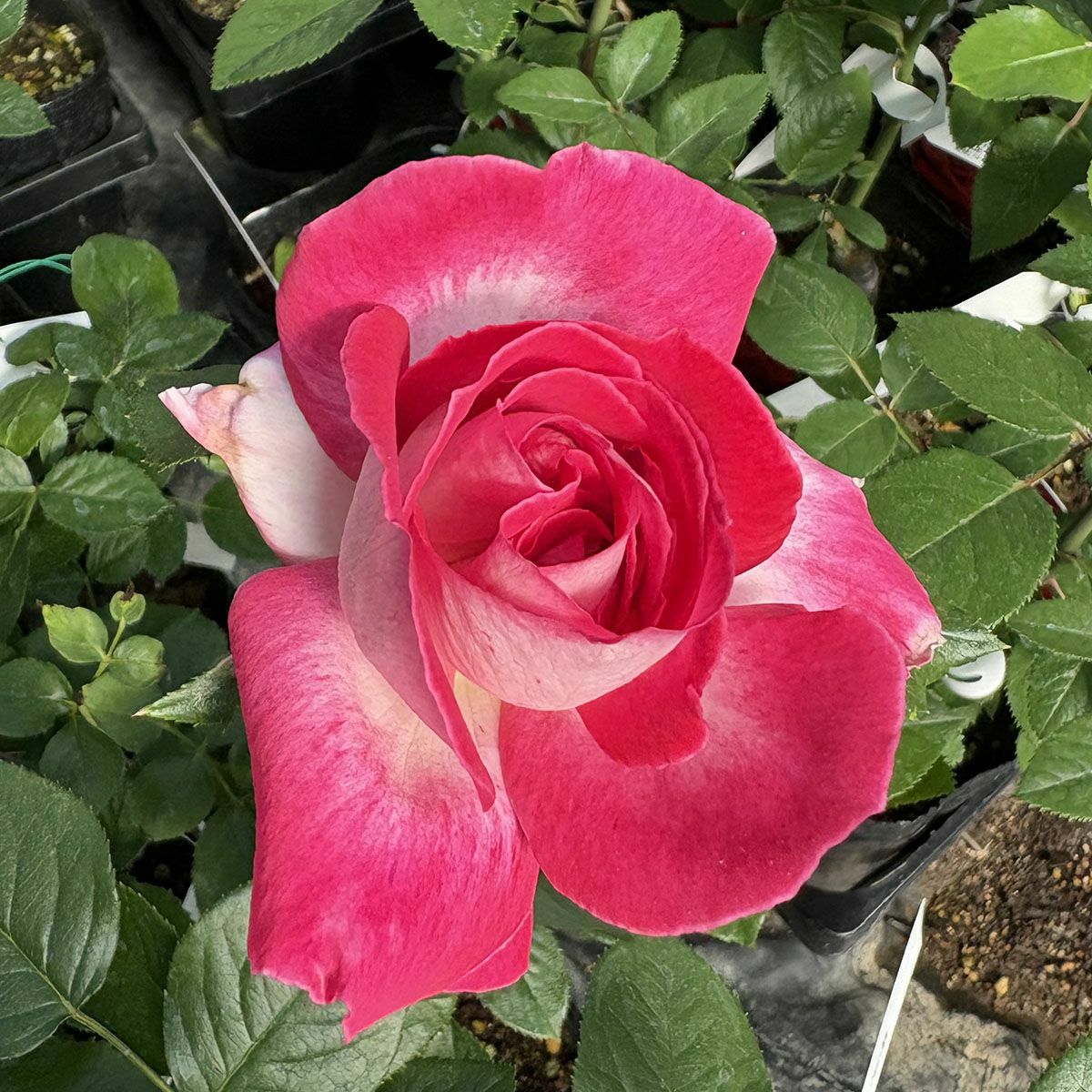 バラ苗ローズゴジャール