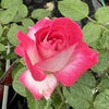 バラ苗ローズゴジャール