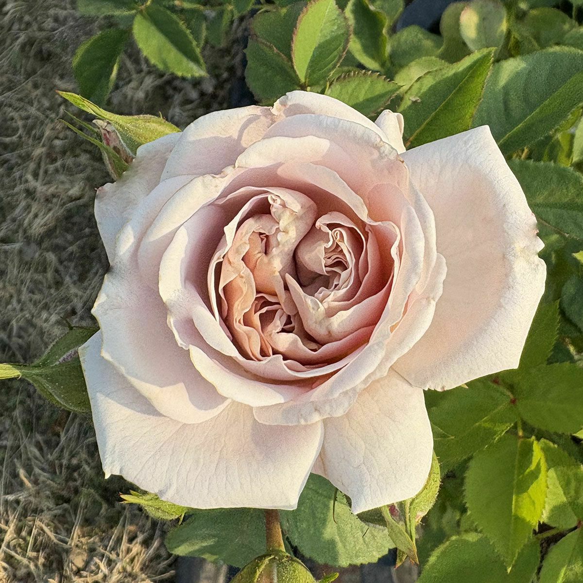 バラページ バラ苗 【アッシュウェンズディ】 (大苗) つるバラ 一季咲き 中輪