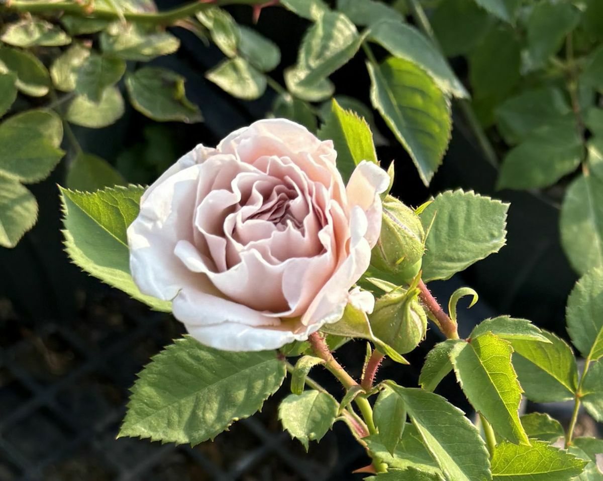 バラ苗アッシュウェンズディ