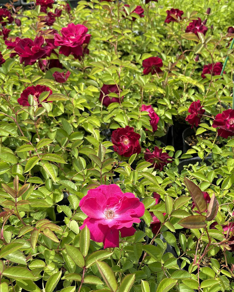 バラ苗ドクターヒューイ