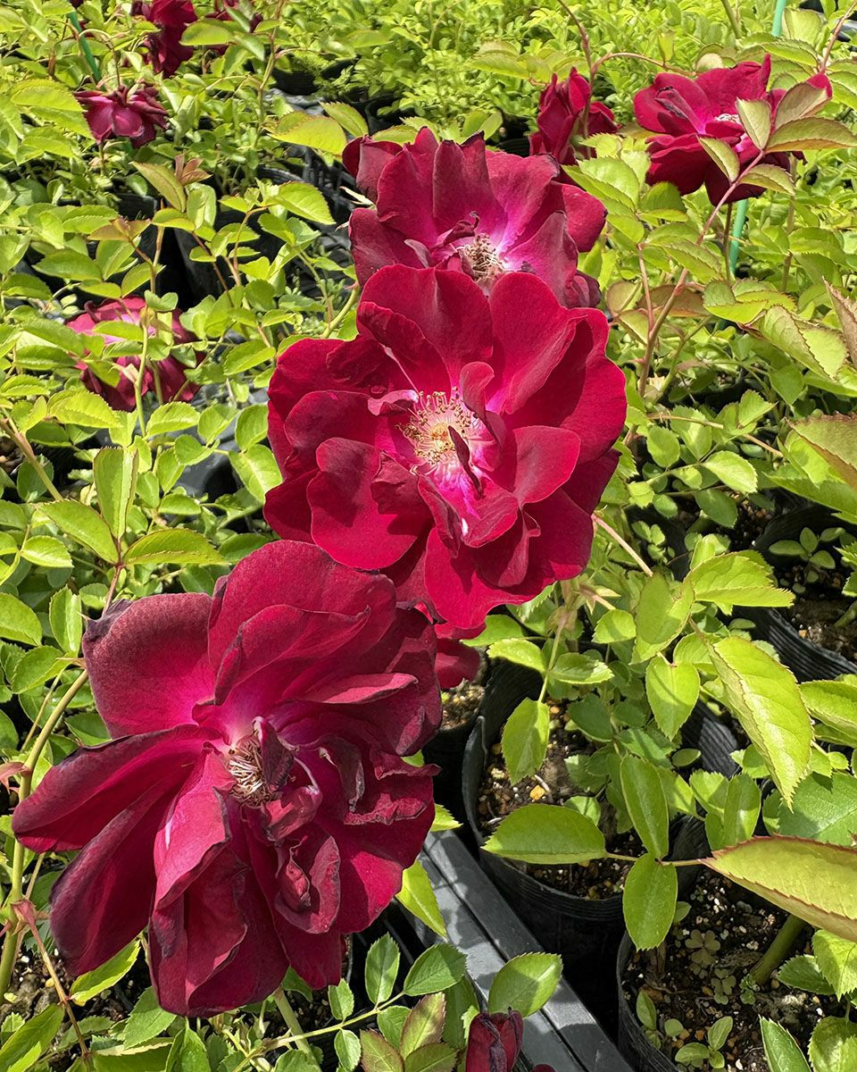 バラ苗ドクターヒューイ