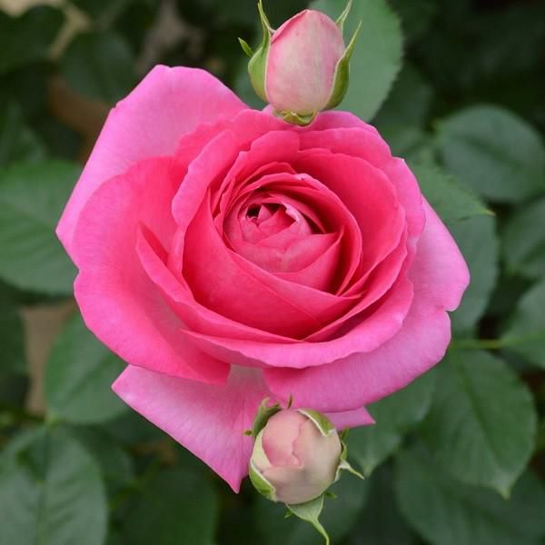 即納大苗 | THE ROSE SHOP｜バラ専門店 ザローズショップ 本店 - バラ